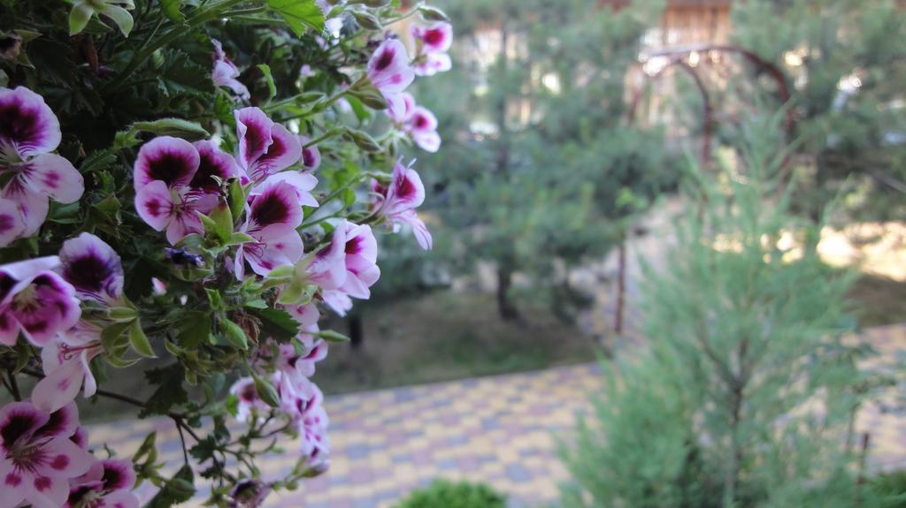 Villa Sosnovy Bor Zatoka Zewnętrze zdjęcie